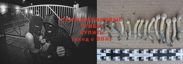 шишки Белокуриха